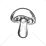 قارچ | فروشگاه مورچه