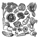سبزیجات خشک | فروشگاه مورچه